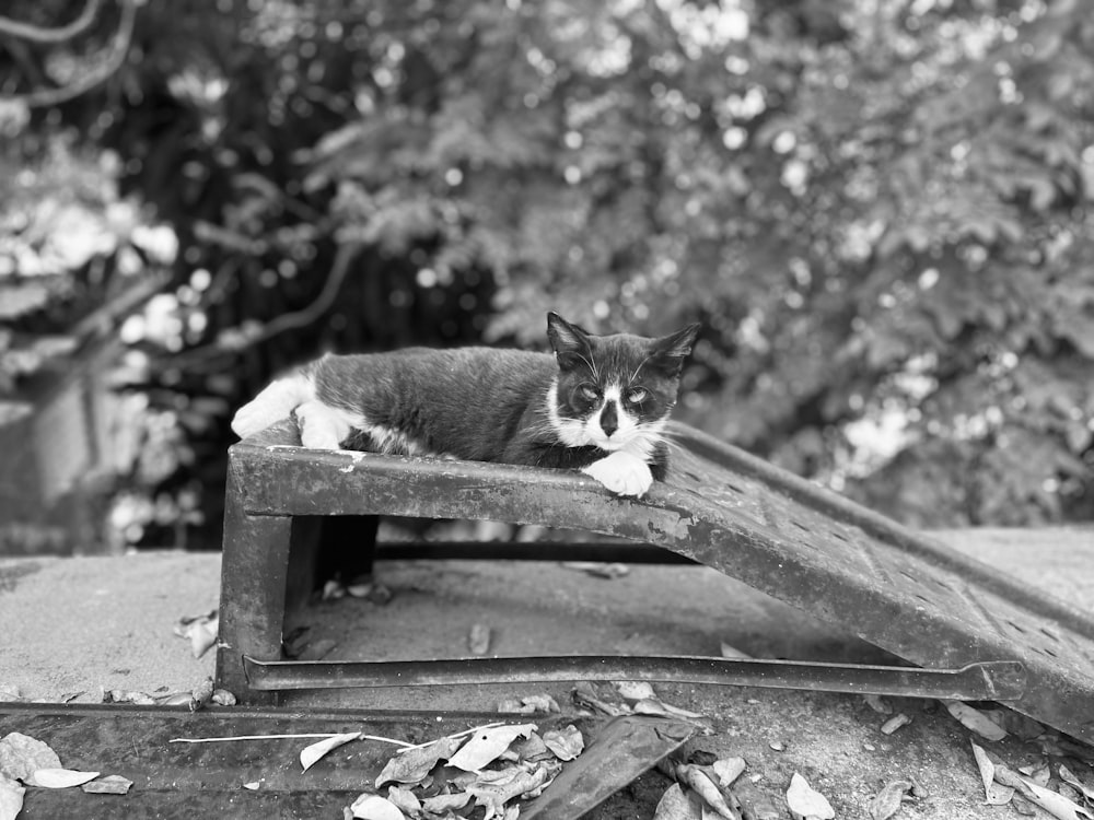 a black and white photo of a cat laying on a roof