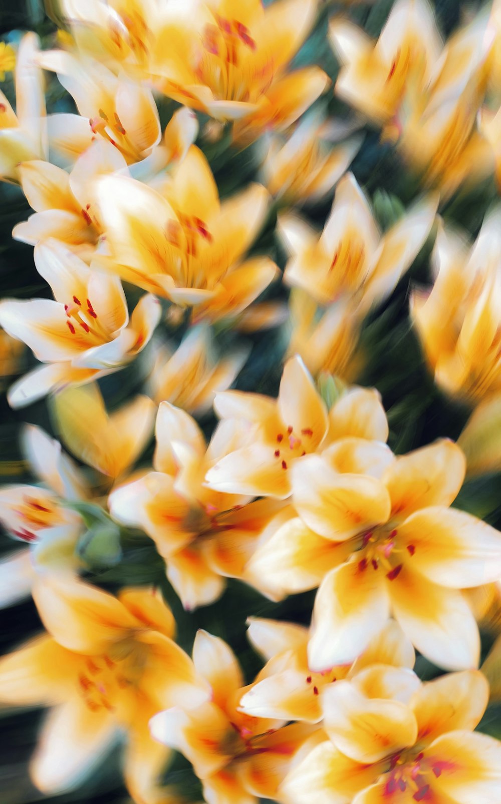 a bunch of flowers that are yellow and white