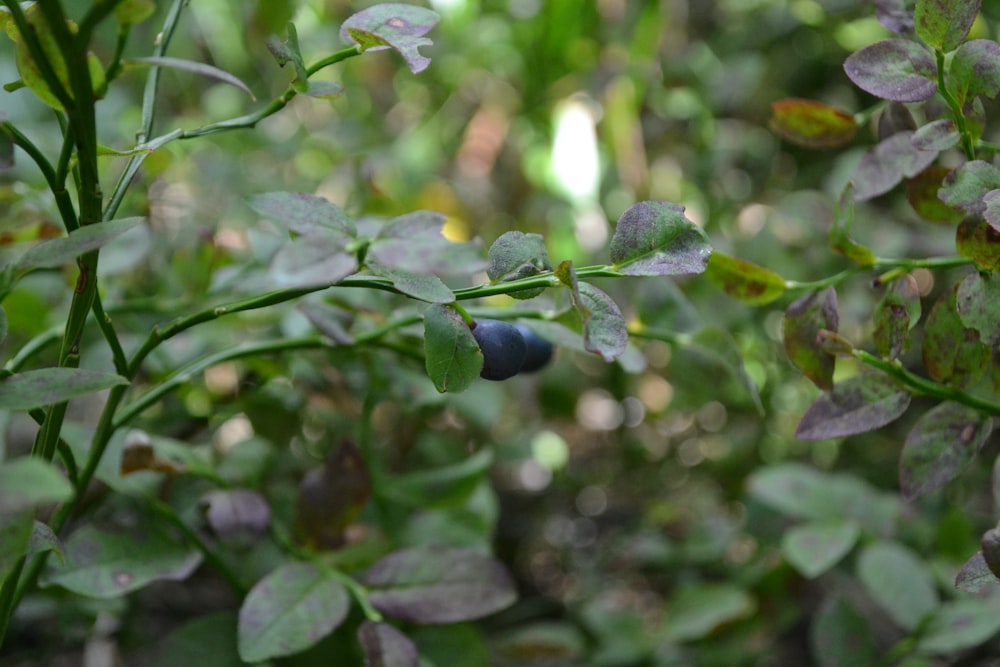 a close up of a plant with blue berries on it