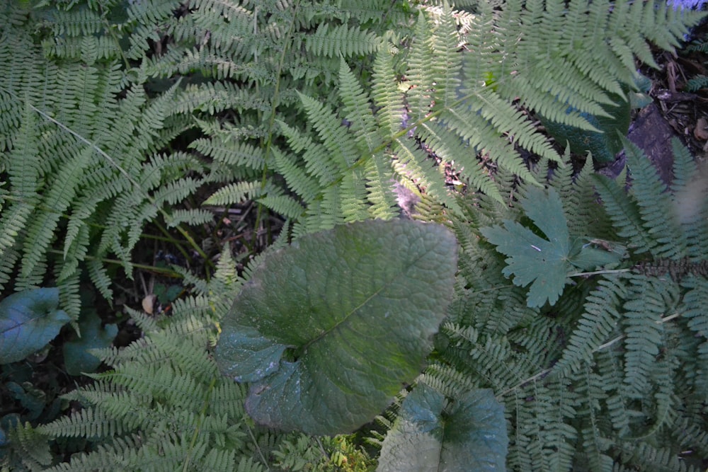 a close up of a green plant with leaves