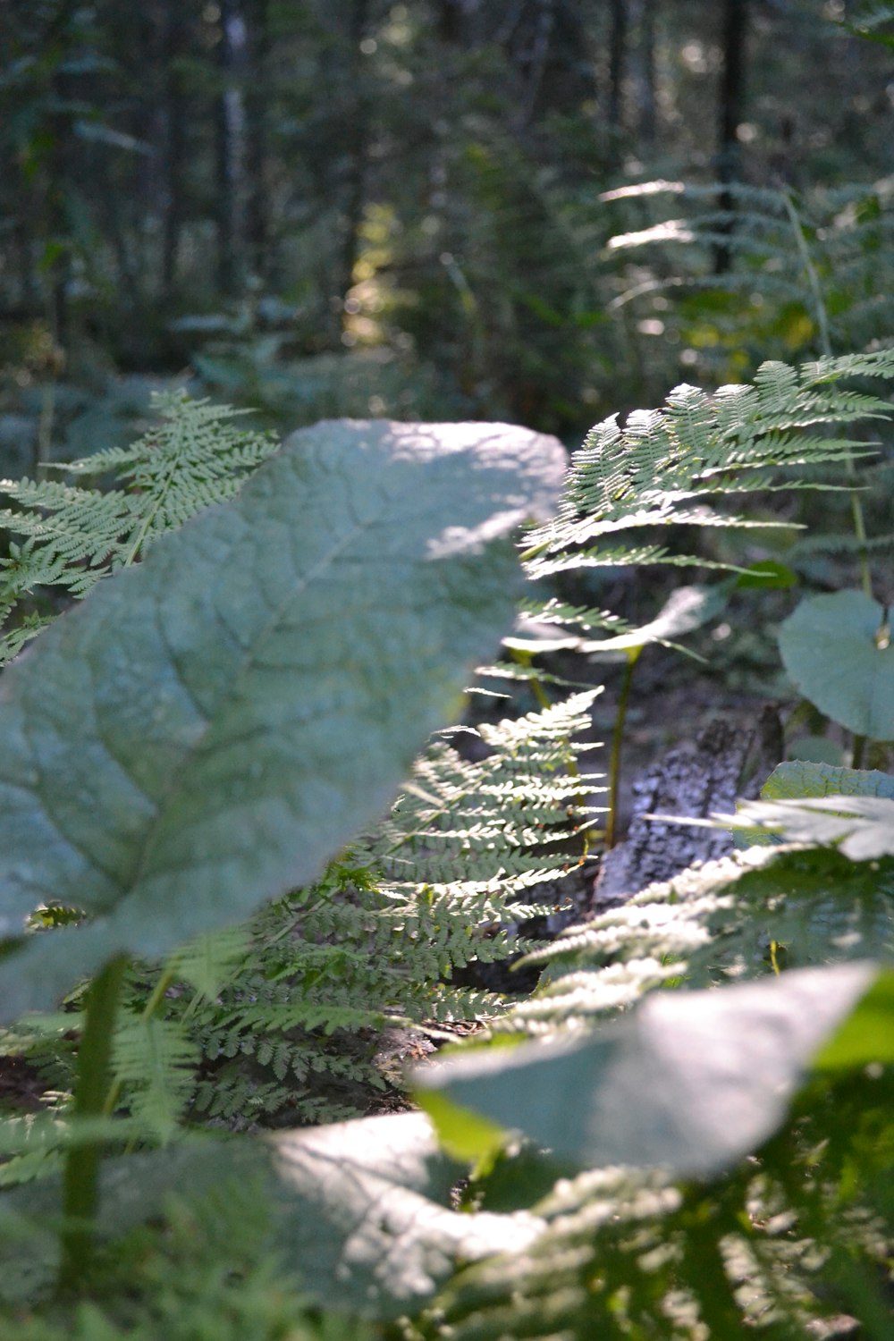 a large leaf in the middle of a forest