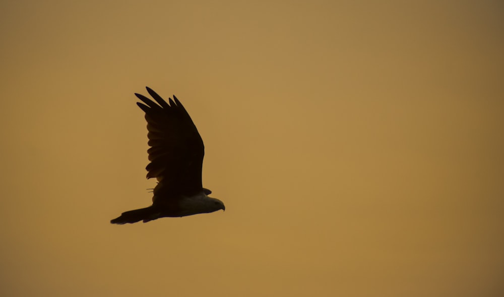 a black and white bird flying in the sky