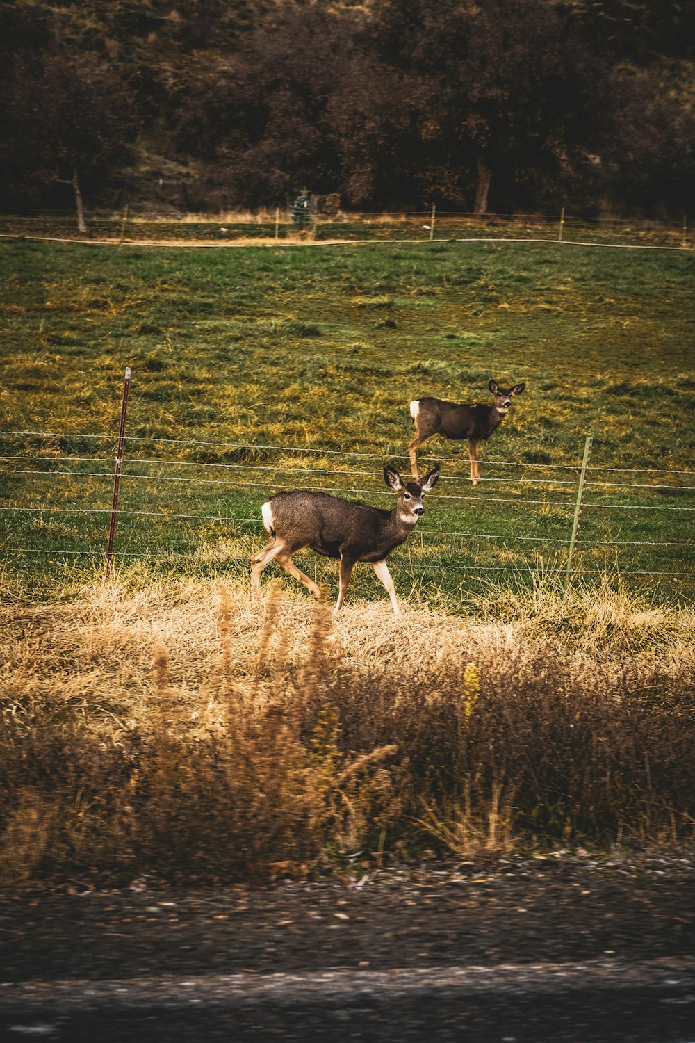 una pareja de ciervos de pie en lo alto de un exuberante campo verde