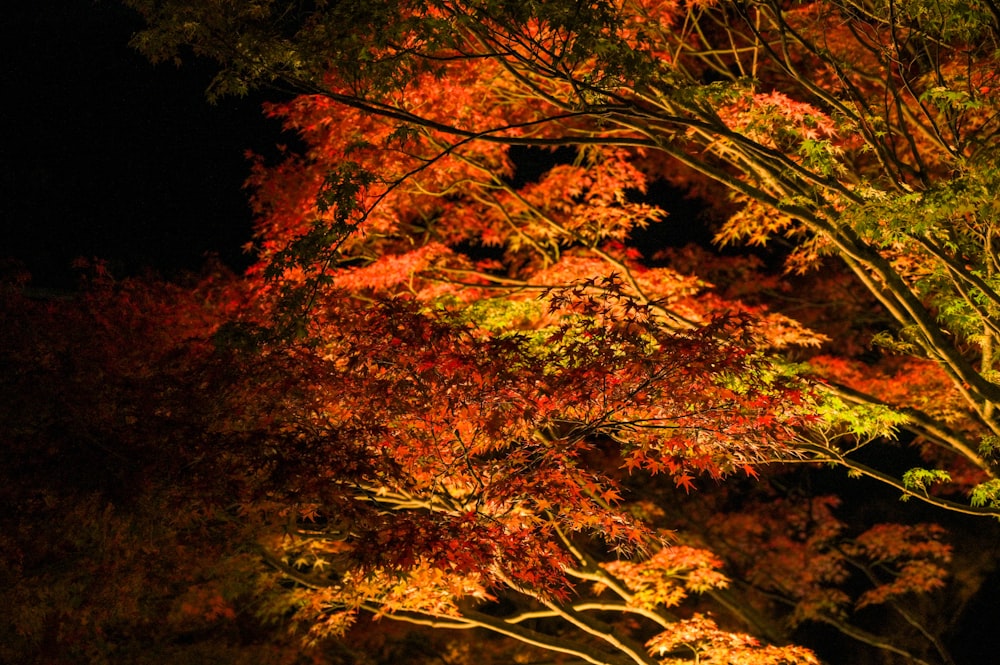 a tree with red and yellow leaves at night