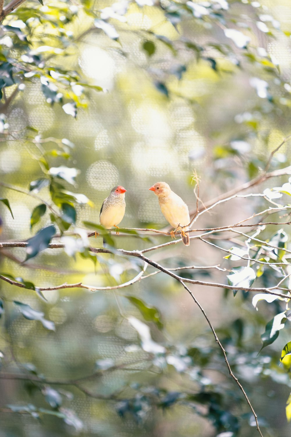 a couple of birds sitting on top of a tree branch