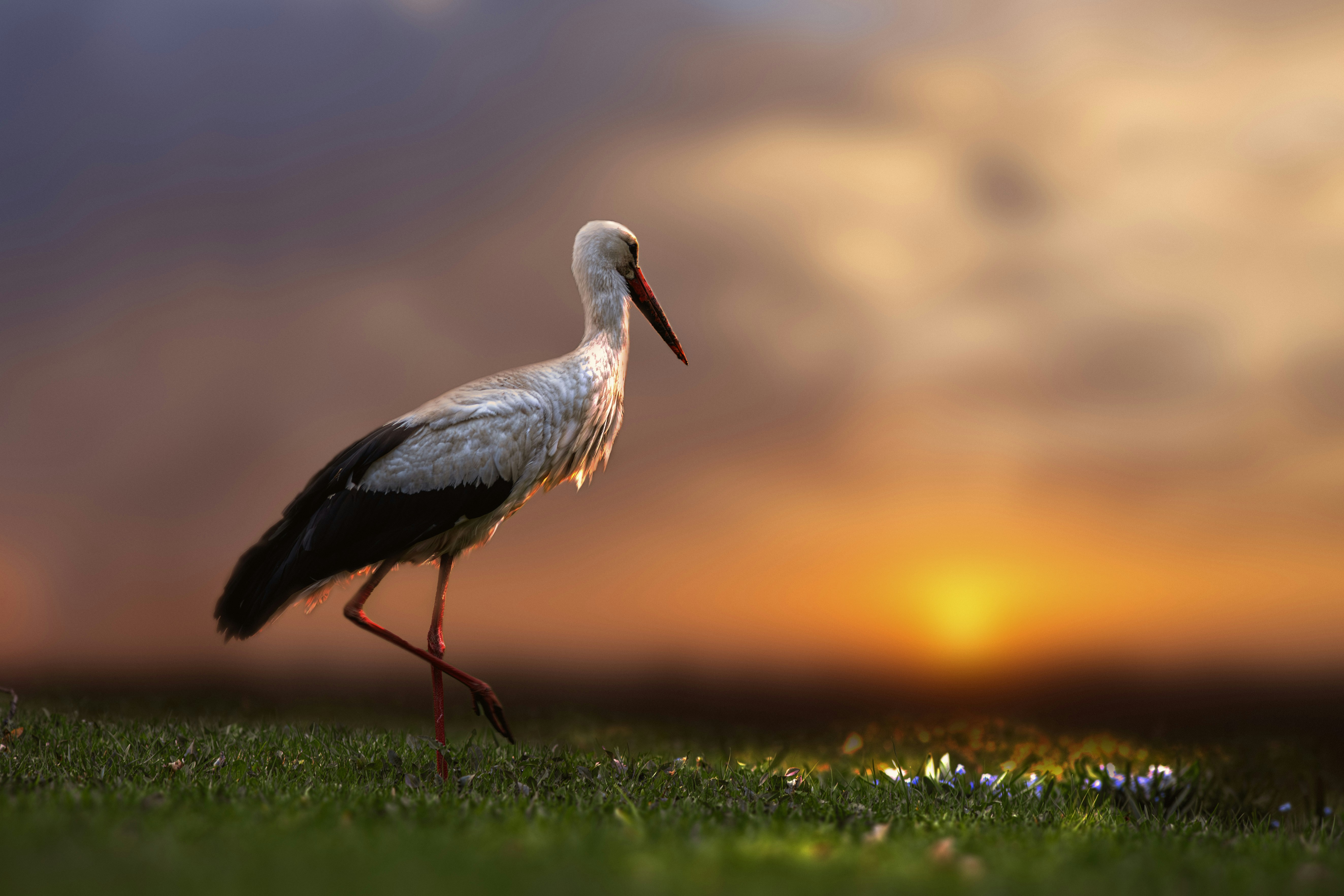 Photo by erik_karits