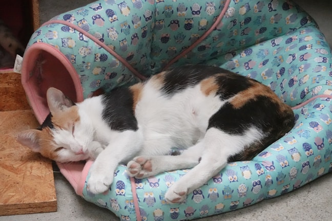 A cozy cat bed with soft cushions where Cornelia Cat is comfortably resting.