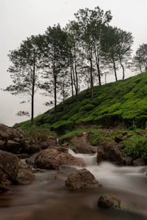 A serene water stream flowing beside a tea plantation, capturing the water phase essence.