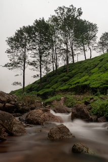 A serene landscape featuring a flowing stream surrounded by large rocks and lush greenery. Tall trees with dense foliage rise from a sloped hill covered in tea plantations, creating a tranquil, natural setting.