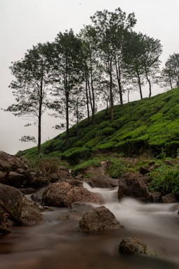 A serene landscape featuring a flowing stream surrounded by large rocks and lush greenery. Tall trees with dense foliage rise from a sloped hill covered in tea plantations, creating a tranquil, natural setting.