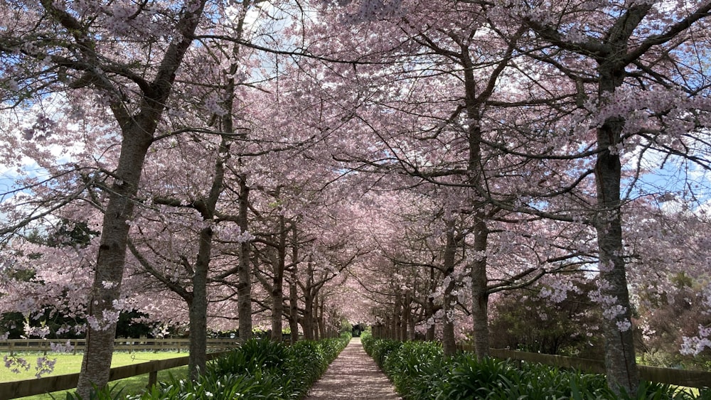 a pathway lined with trees and flowers in a park