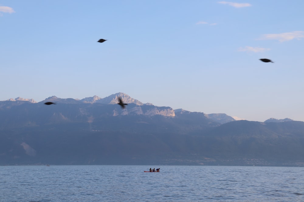 a group of birds flying over a body of water