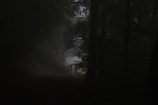 A misty forest at night with shadowy figures lurking between the trees.