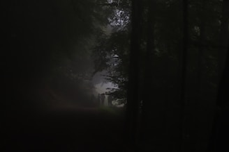 A misty forest at twilight with a shadowy figure embracing a mysterious creature.