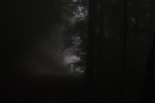 A misty forest at twilight with a shadowy figure embracing a mysterious creature.