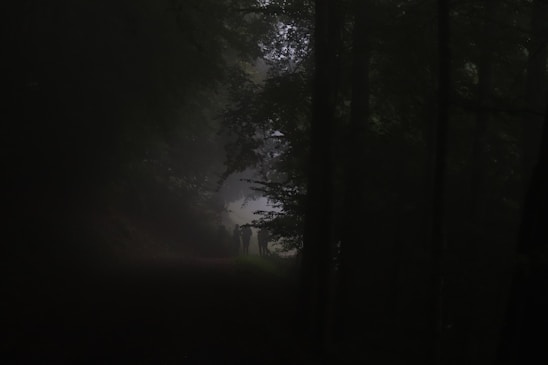 A dark, misty forest with silhouettes of trees framing the dimly lit scene. In the center, two figures are faintly visible, walking along a narrow path. The atmosphere is eerie and mysterious, highlighted by the thick fog surrounding the area.