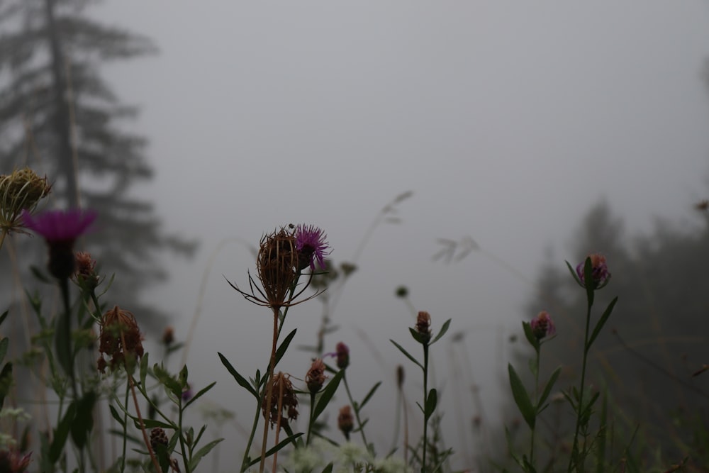 a field of wildflowers with fog in the background