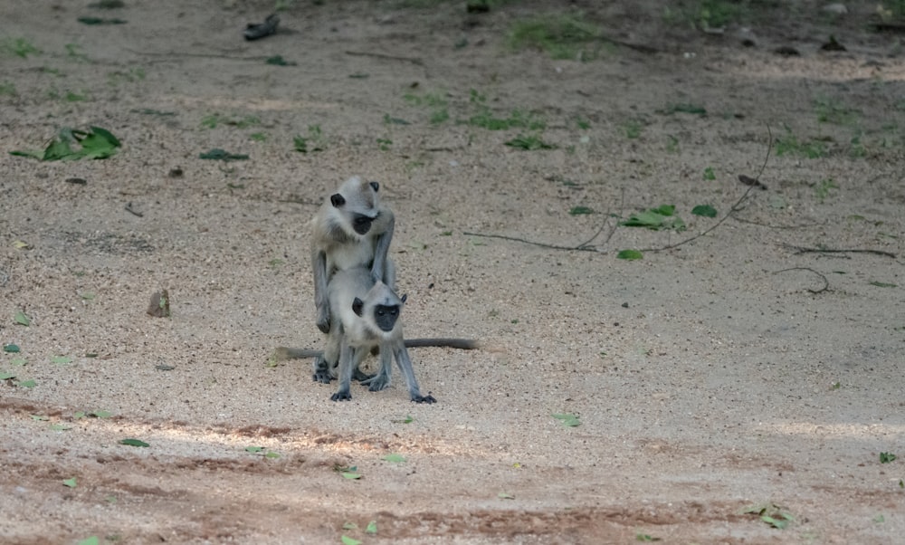 a couple of animals that are standing in the dirt