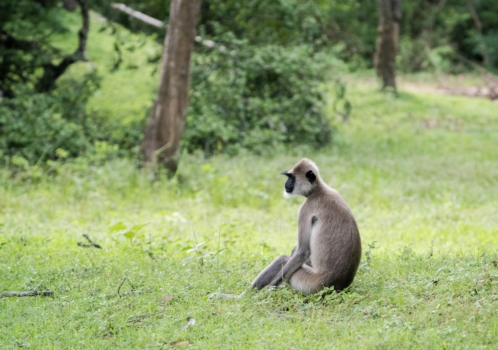 a monkey sitting on the ground in the grass