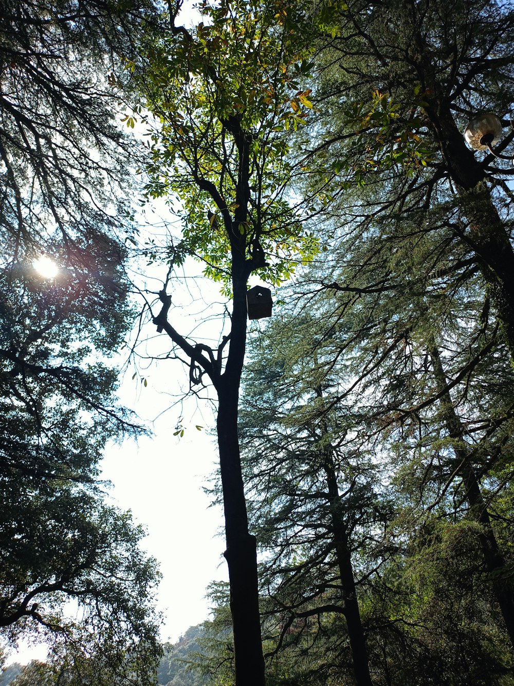 the sun shines through the trees in the forest