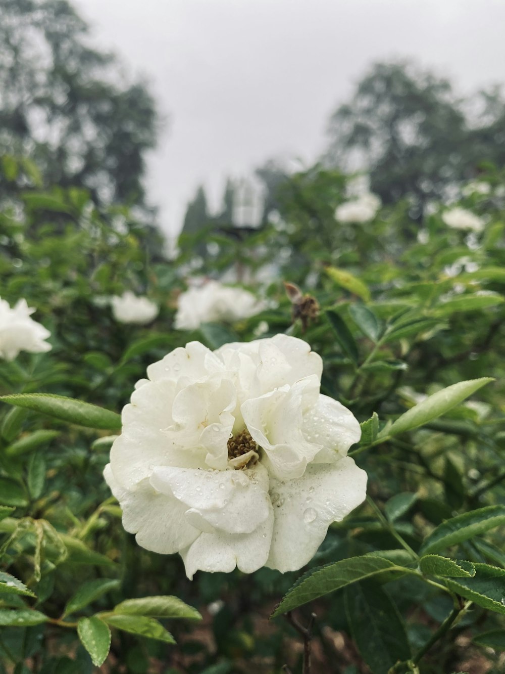 uma grande flor branca sentada no topo de um campo verde exuberante