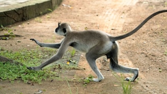 A monkey with gray fur and a black face is in motion on a dirt path. It is extending one arm forward while its back leg is stretched behind, indicating movement. The tail is curved upwards. There are patches of grass and small plants on the ground.