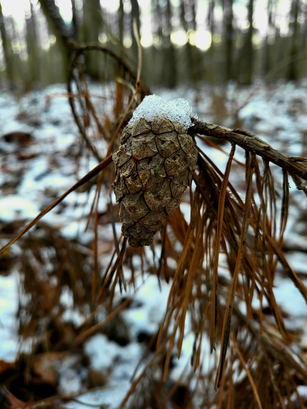 una pigna seduta in cima a un ramo d'albero