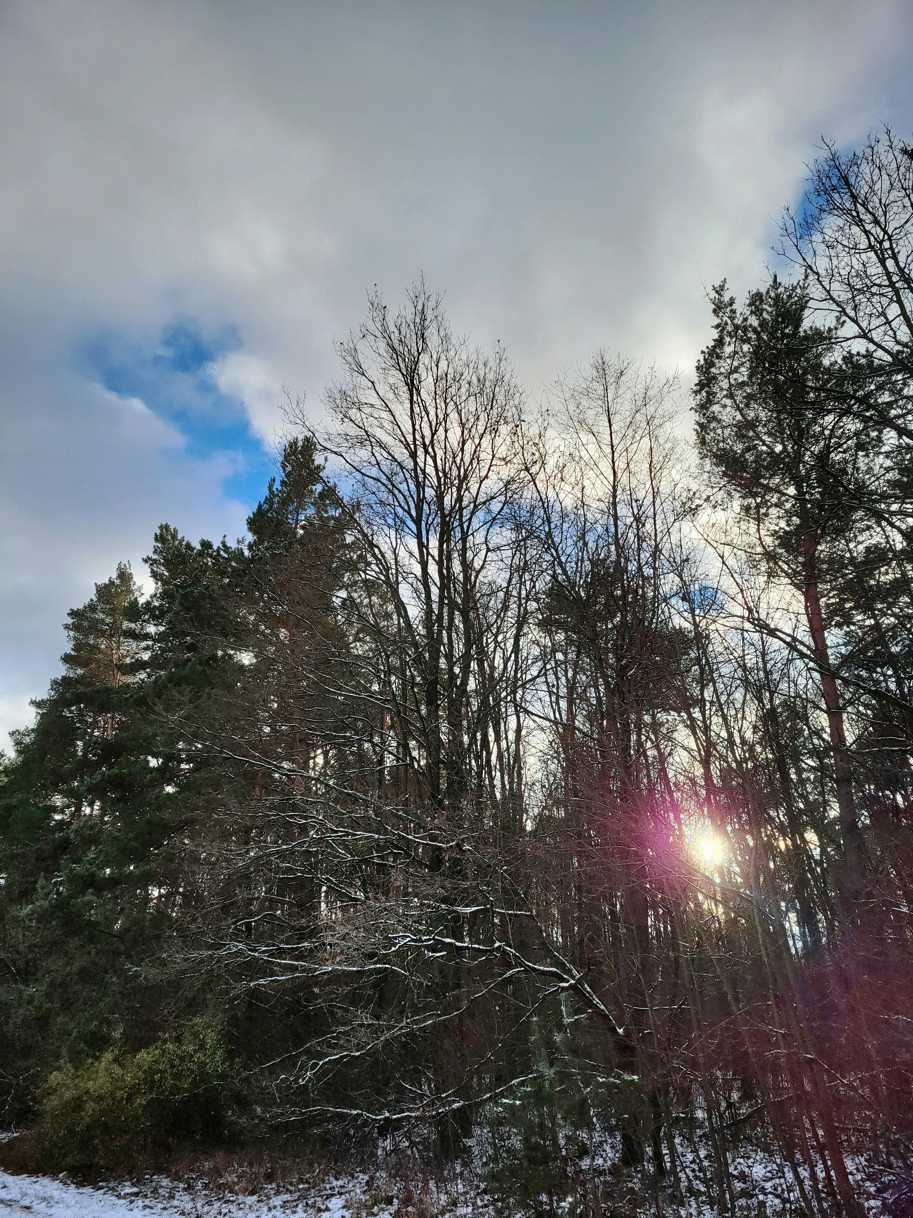 il sole splende tra gli alberi nella neve
