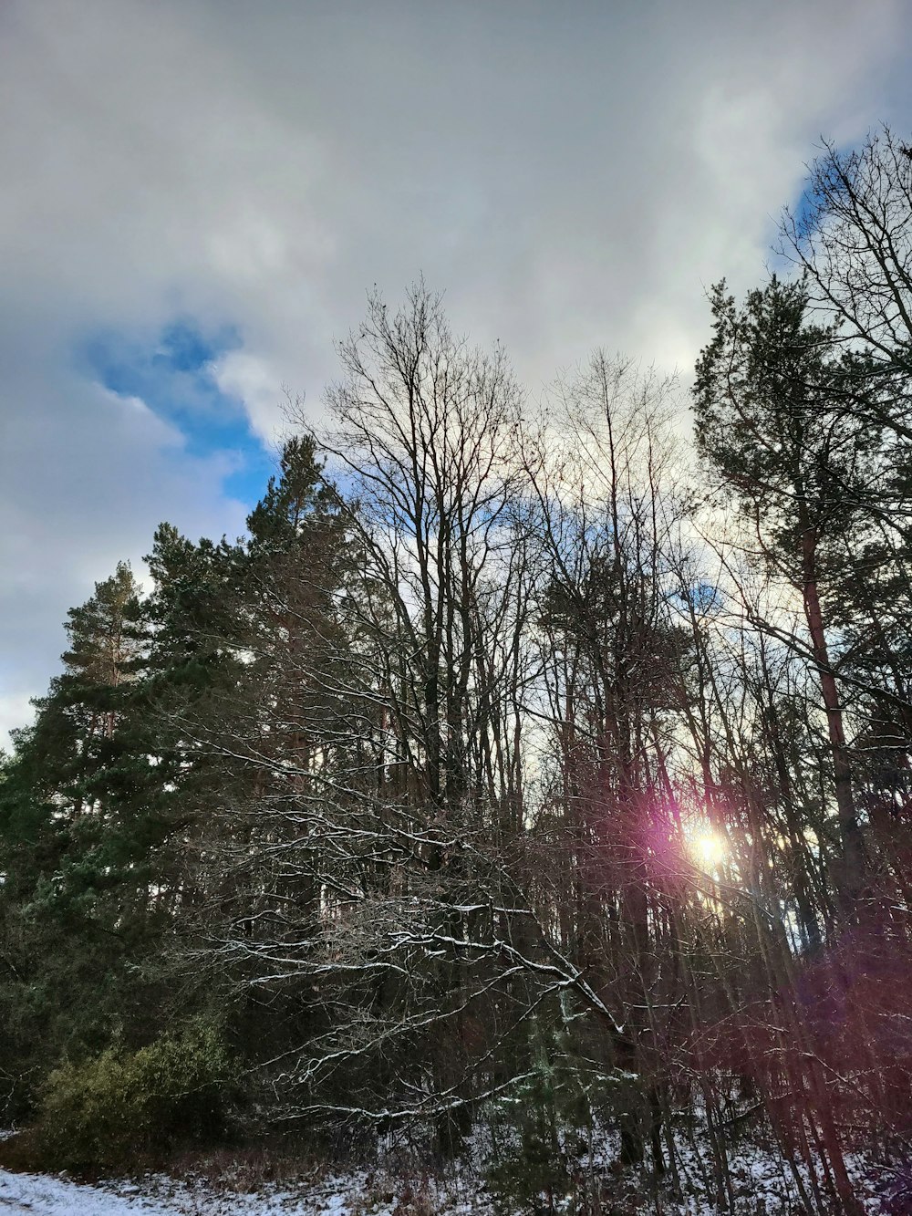 the sun is shining through the trees in the snow