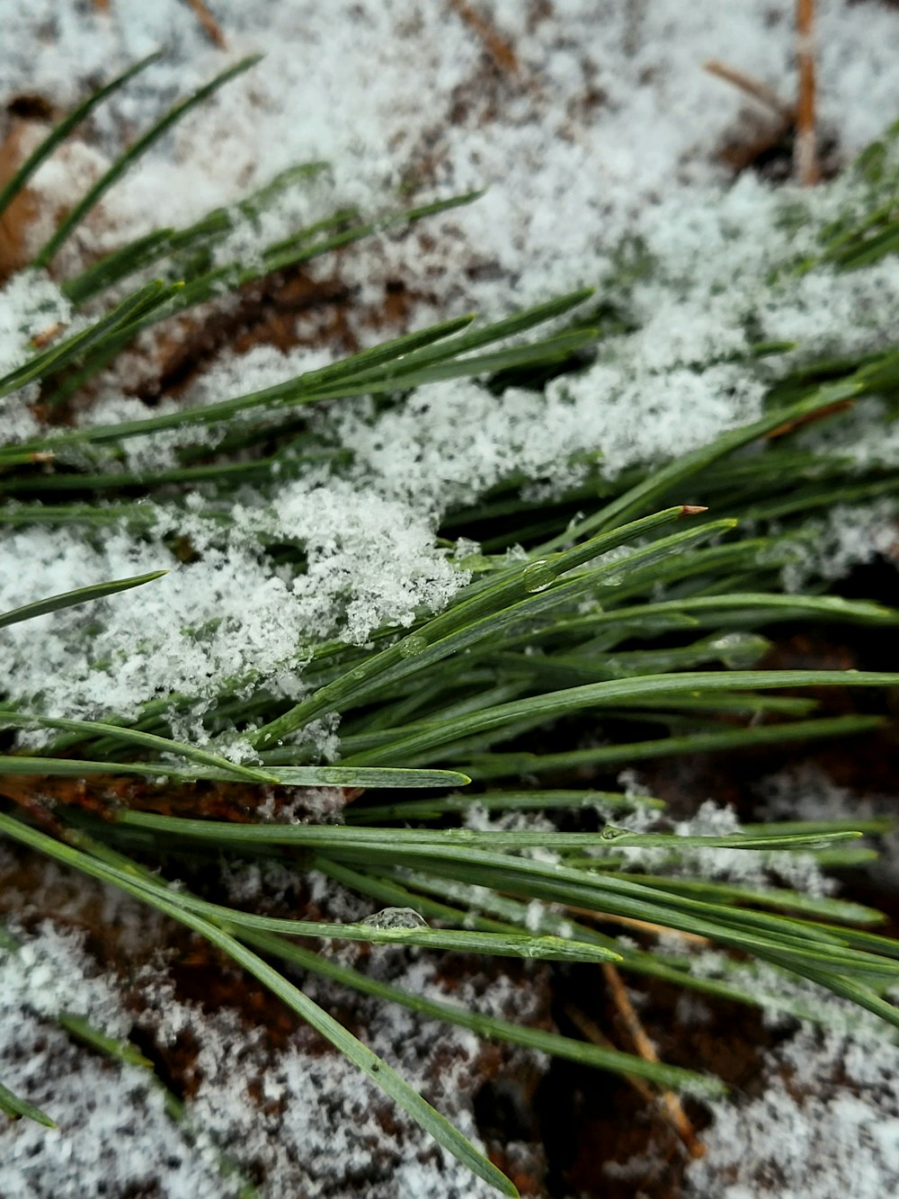 un primo piano di neve ed erba sul terreno