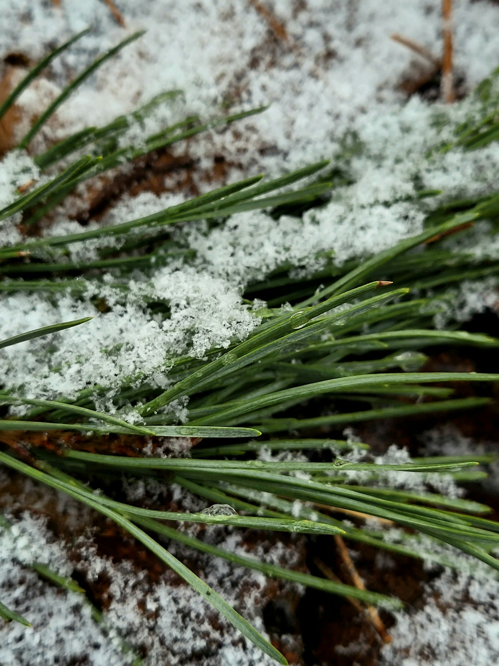 a close up of snow and grass on the ground