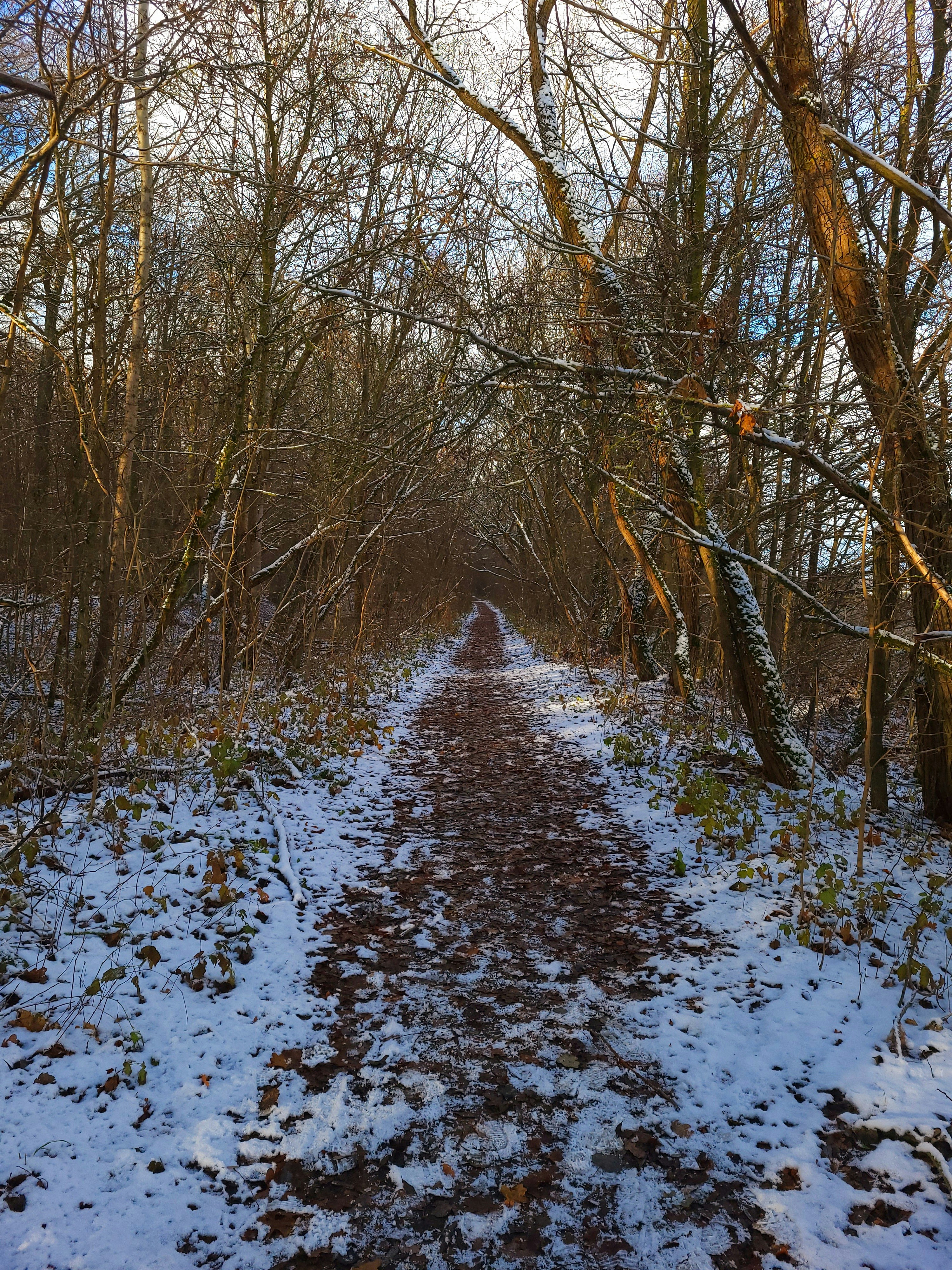 a path in the woods covered in snow
