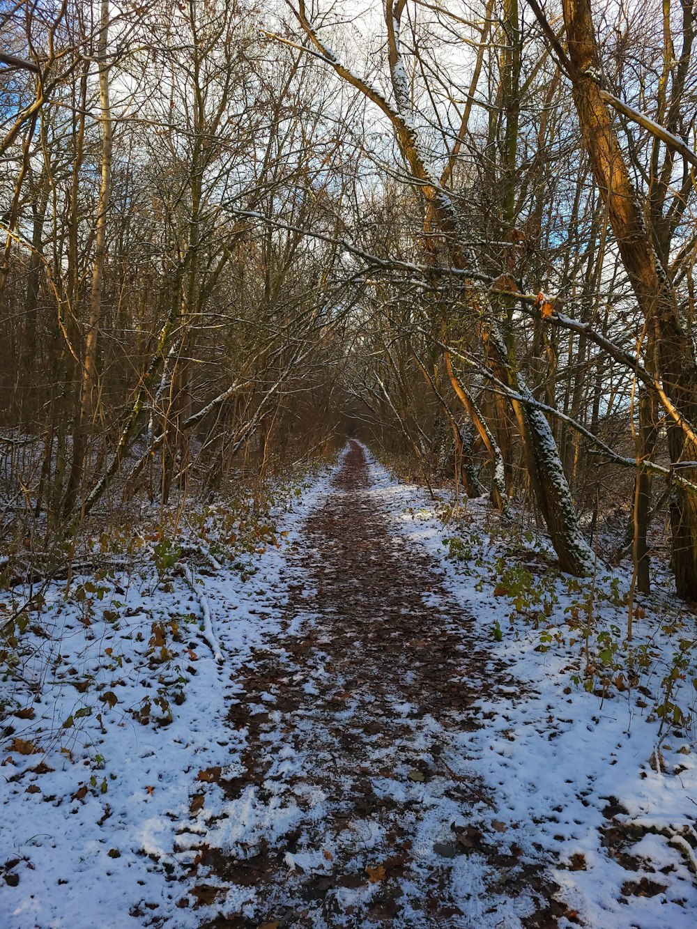 Un camino en el bosque cubierto de nieve