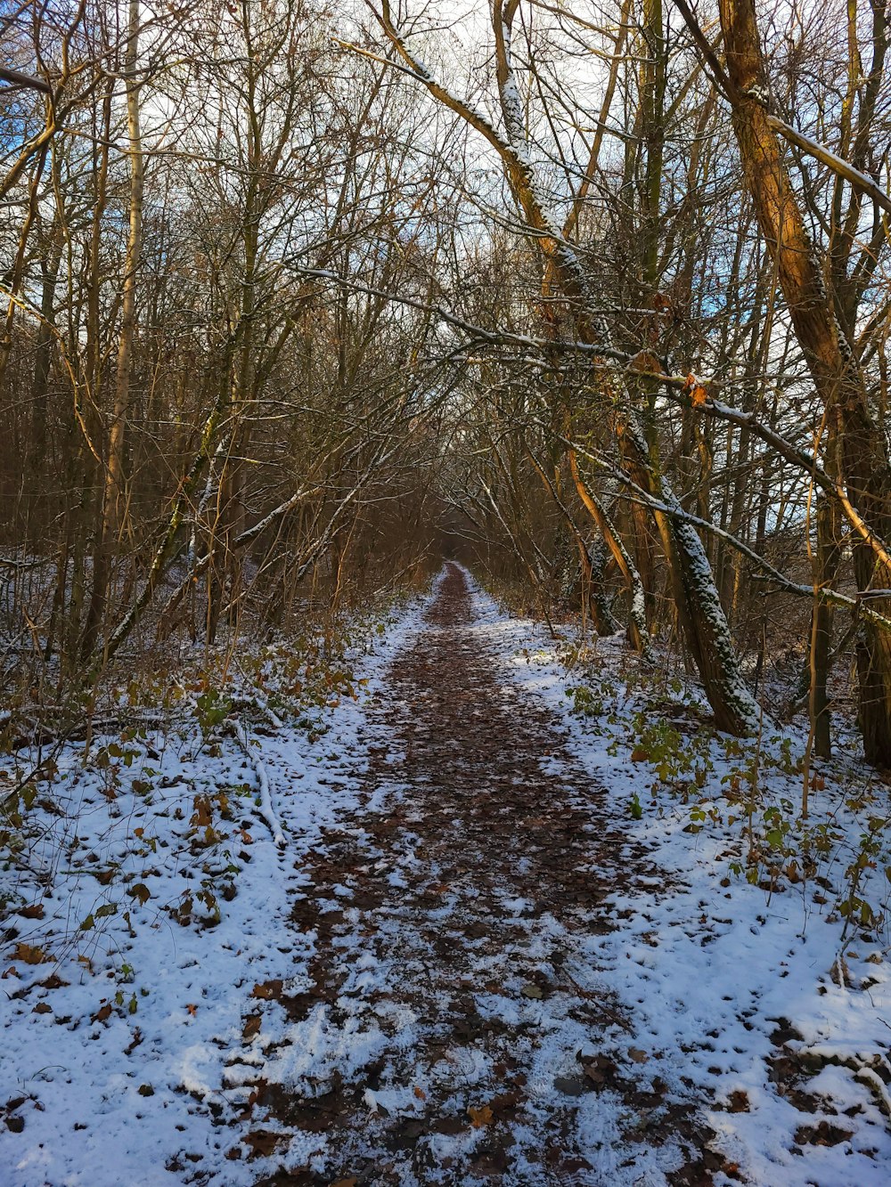 un chemin dans les bois recouverts de neige
