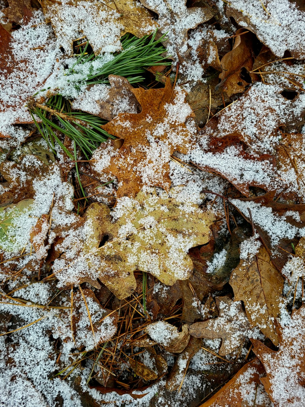 a bunch of leaves and snow on the ground