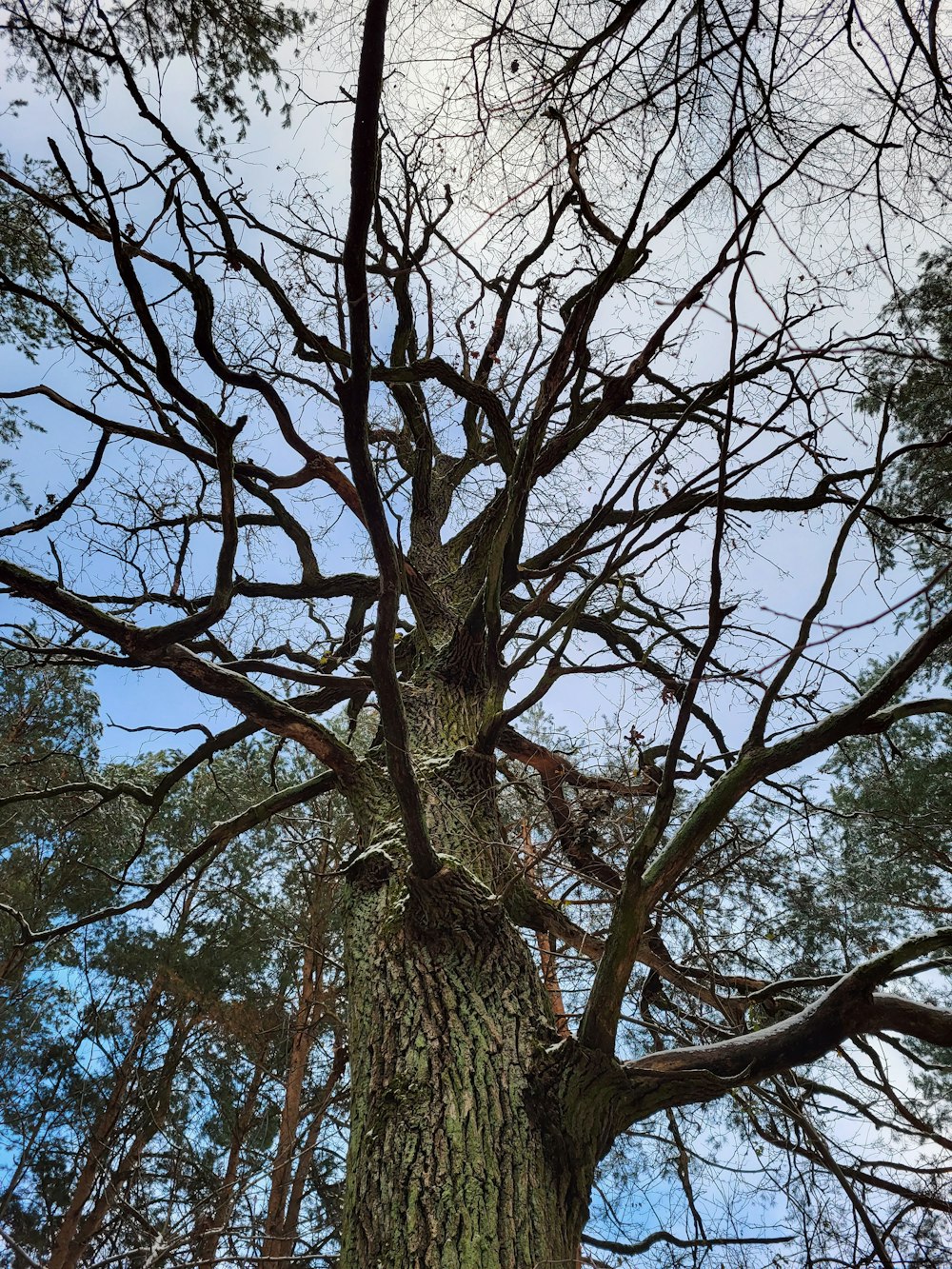 un árbol grande sin hojas