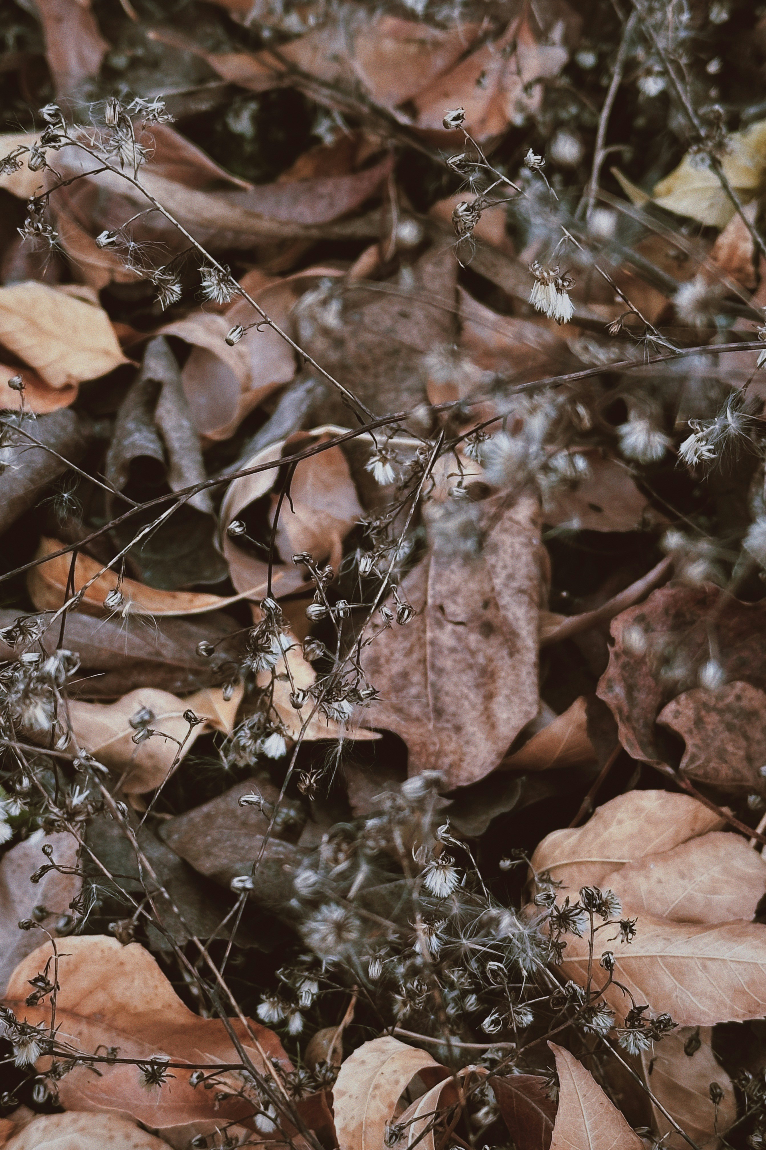 Photo by astraliu123