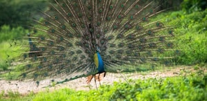 Peacock Pride