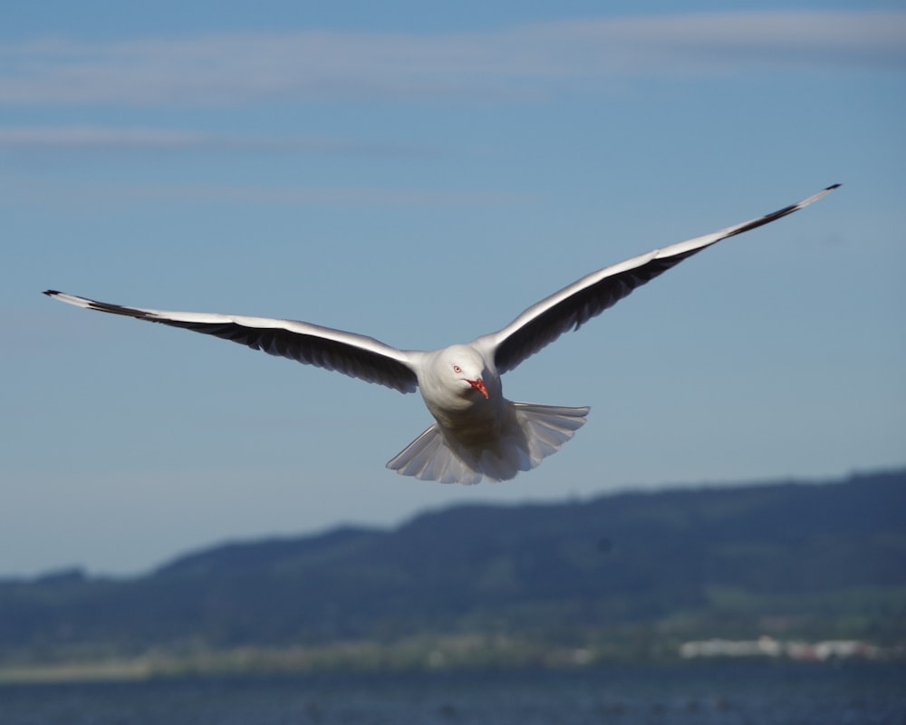 a white bird flying over a body of water