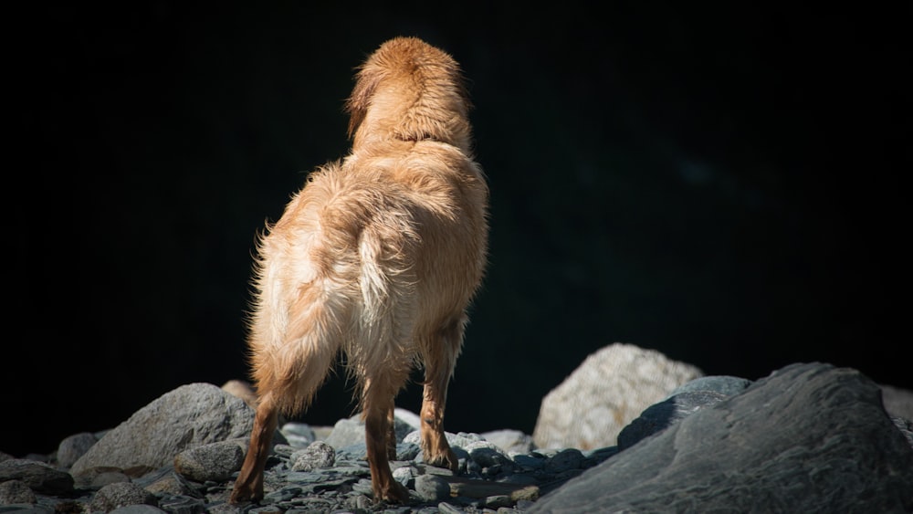 a brown dog standing on top of a pile of rocks