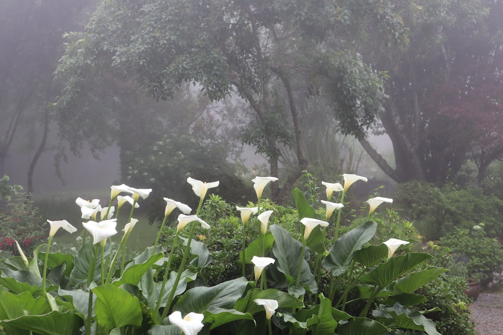 um jardim com flores brancas e folhas verdes em um dia de nevoeiro