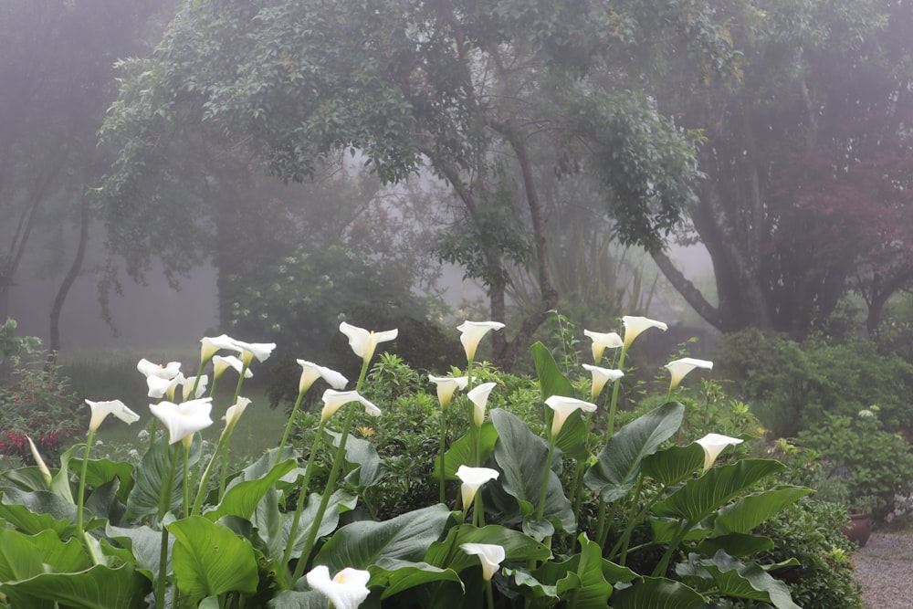 a garden with white flowers and green leaves on a foggy day