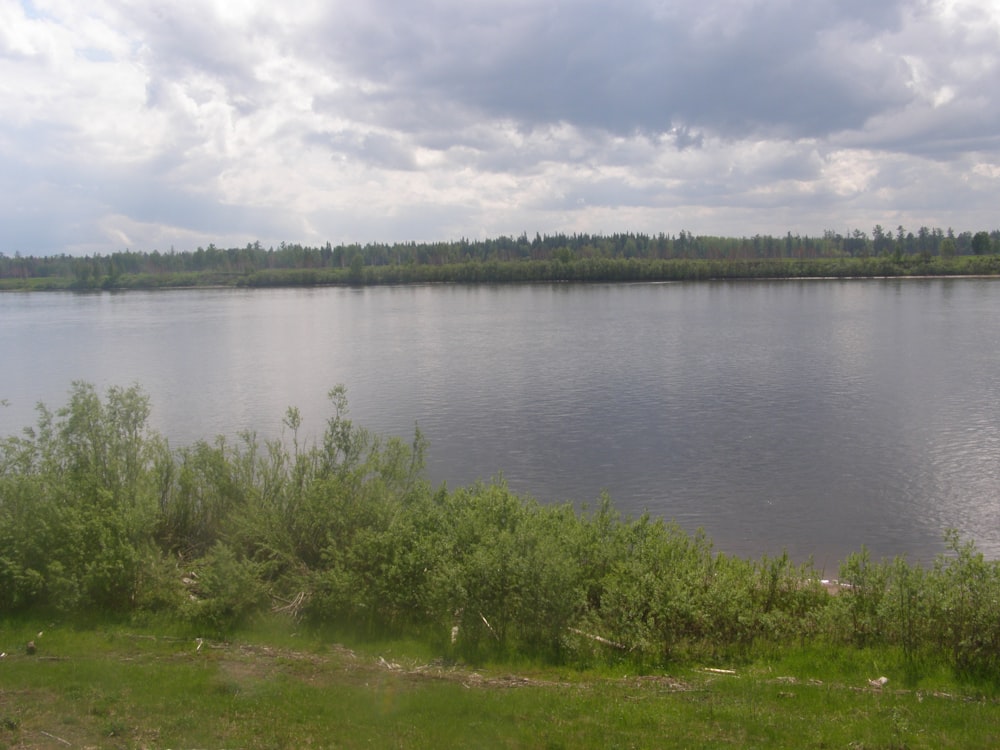 a large body of water surrounded by a forest