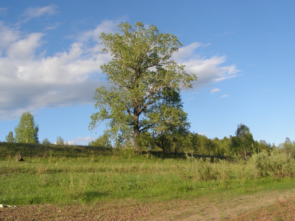 a lone tree in a grassy field under a blue sky