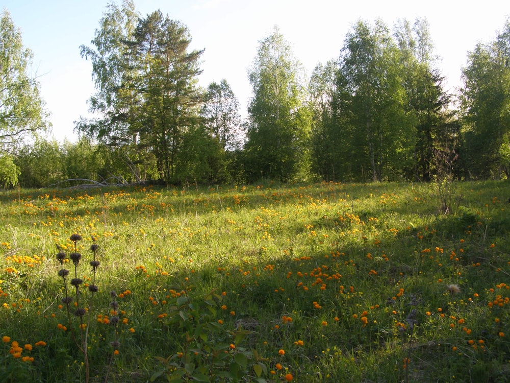 a grassy field with lots of flowers and trees in the background