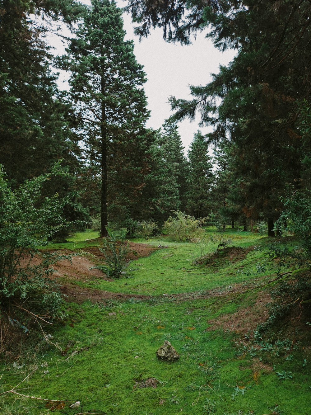 Un camino en medio de un frondoso bosque verde