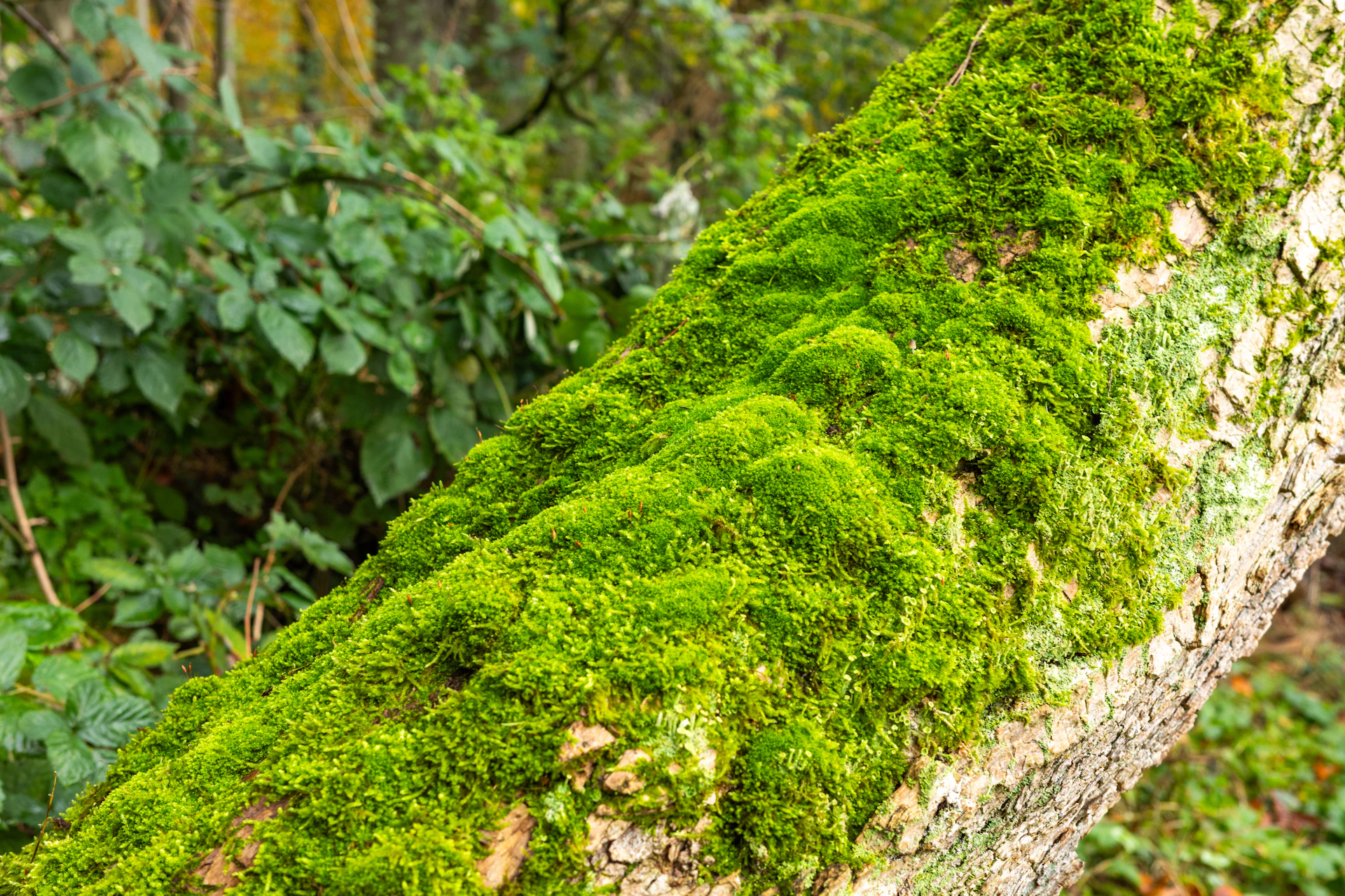 moss growing on a tree trunk in a forest