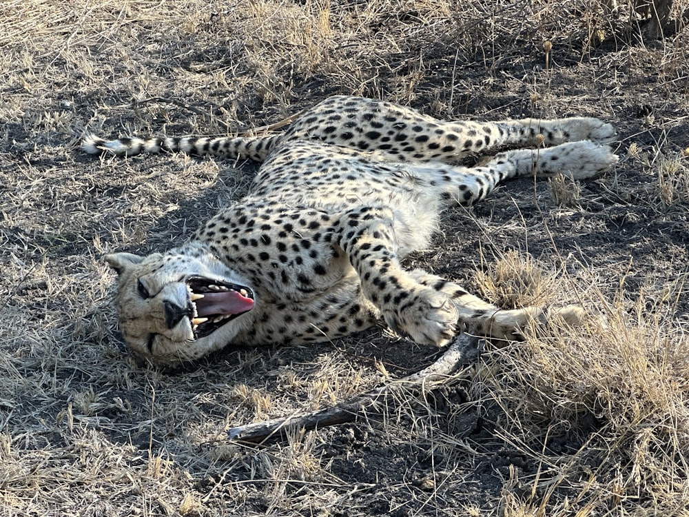a cheetah laying on the ground with its mouth open