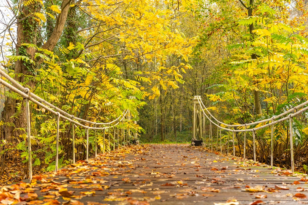 a wooden bridge surrounded by trees and leaves