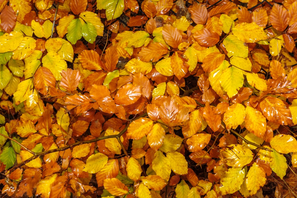 a bunch of leaves that are on the ground